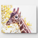 Recherche de girafe plaques Nature