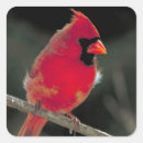 Search for songbirds stickers Cardinal