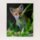 Recherche de red fox puzzles Forêt