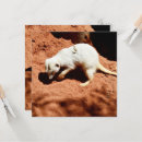 Search for meerkat cards Suricata