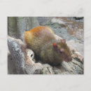 Search for capybara photography Cute