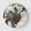 Search for rhino clocks Zoo