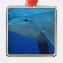 Search for mexico ornaments Swim