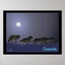 Search for arctic wolf posters Winter