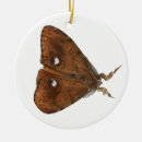Search for moth ornaments Insects