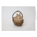 Search for dwarf rabbit Cute
