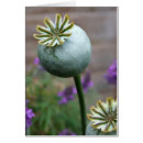 Search for seed pods cards Nature