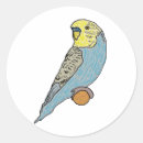 Search for budgie stickers Budgerigar