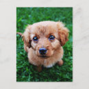 Recherche de marionnette cartes postales Chiots