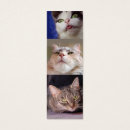 Recherche de catlover Félin