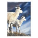 Search for ungulate posters North america