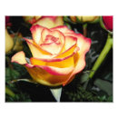 Recherche de rose rouge posters Jaune