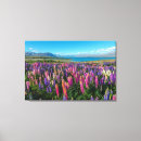 Search for new zealand canvas prints Lupine