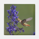 Recherche de colibri magnets Violet