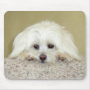 Search for cody electronics Pet
