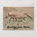 Search for stalking postcards Feline