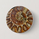 Search for snail buttons Shell