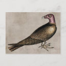 Recherche de vautour cartes postales Buzzard