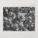 Search for black and white flowers postcards Wildflowers