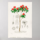 Search for antique rose posters Feminine