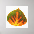 Search for aspen canvas prints Fall