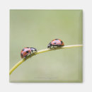 Search for stem magnets Nature