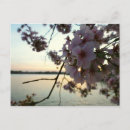 Recherche de washington dc cartes postales Rose
