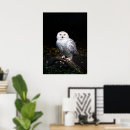 Search for owl portrait posters Animals