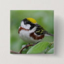 Search for migrate buttons Bird