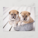Search for inu postcards Animal
