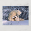 Search for white bear postcards Nature