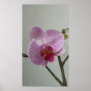 Recherche de orchidee posters Orchidée