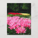 Recherche de arbre tulipe cartes postales Arbres
