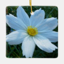 Search for cosmos ornaments Flower