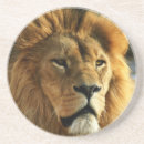 Recherche de lionne photographie Nature