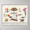 Search for vintage insect posters Butterflies