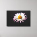 Search for white daisy canvas prints Black
