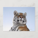 Search for angling postcards Animal
