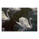 Recherche de cygne blanc posters Eau