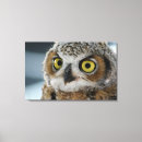 Search for great horned Cute