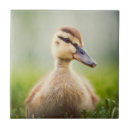 Search for selective focus tiles Colour image