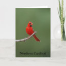 Recherche de cardinal vœux cartes Oiseaux rouges
