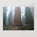 Recherche de sherman cartes postales Californie