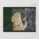 Search for bearded postcards Dragon