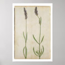 Recherche de moyne posters Veg