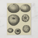 Recherche de dollar sable posters Conque