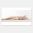 Search for british shorthair cat stickers Kitten