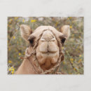 Recherche de camel posters Wildlife