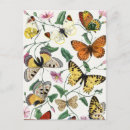 Search for vintage butterfly postcards Entomology