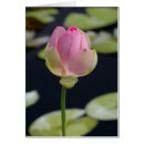 Recherche de lotus photographie Flore